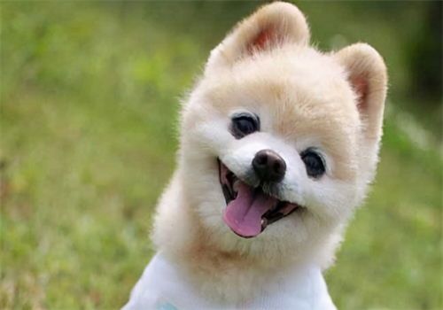 4月龄幼犬营养全面食谱