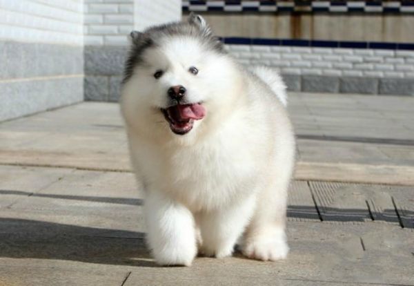 阿拉斯加幼犬吃什么狗粮好，阿拉斯加狗粮选择