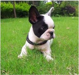 斗牛犬幼犬狗粮选择攻略