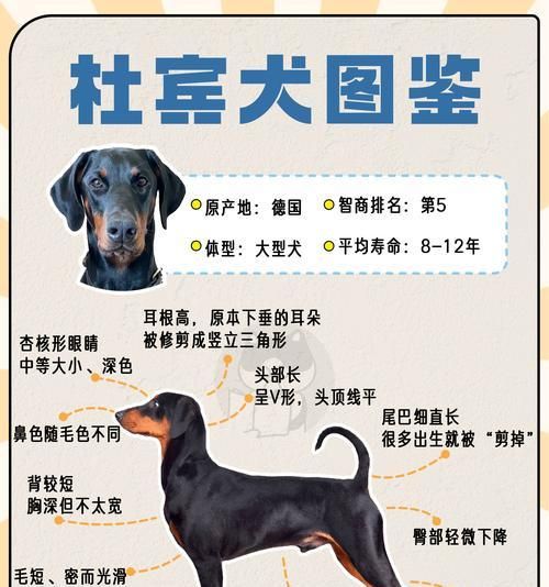 杜宾幼犬的理想狗粮选择是什么？