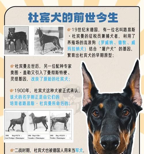 杜宾幼犬适合哪种狗粮？如何选择最佳食物？