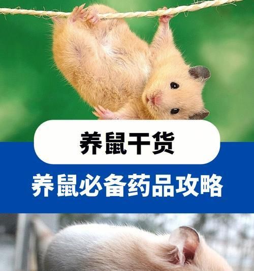 如何正确饲养金仓鼠？（从选择宠物到日常护理，全方位指导！）