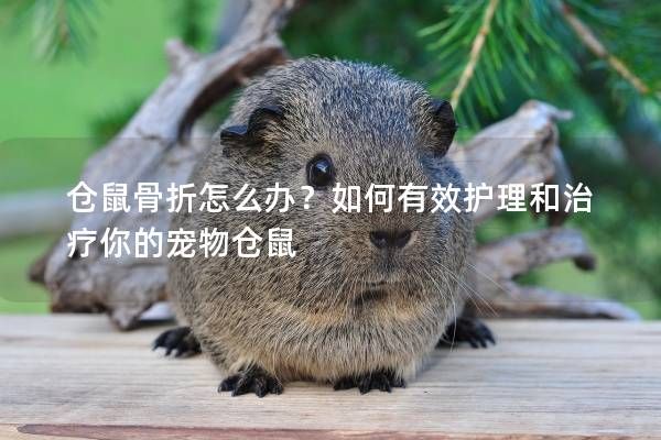 仓鼠骨折怎么办？如何有效护理和治疗你的宠物仓鼠