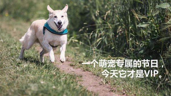 萌宠趣味嘉年华活动策划方案