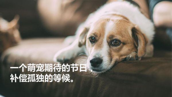 萌宠趣味嘉年华活动策划方案