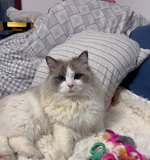 挑剔猫咪（揭秘猫咪独特的玩具偏好和行为习惯）