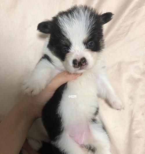 从选择到照顾，全面了解这两种犬种的特点和需要（从选择到照顾）