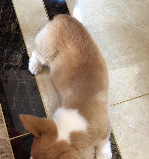 从选择到照顾，全面了解这两种犬种的特点和需要（从选择到照顾）