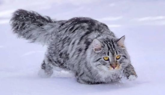 西伯利亚猫一只多少钱？该怎么饲养？