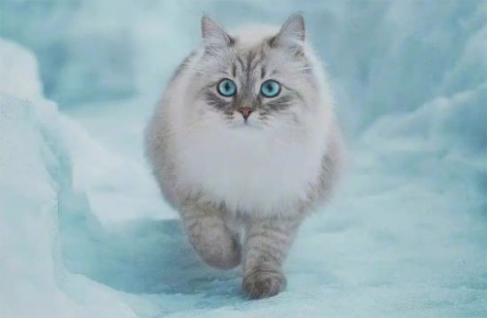 西伯利亚猫与缅因猫有什么区别？