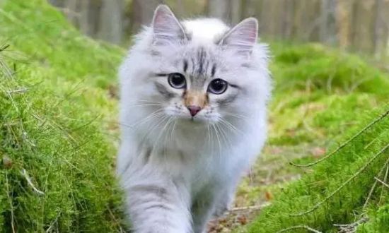 西伯利亚猫多少钱一只?