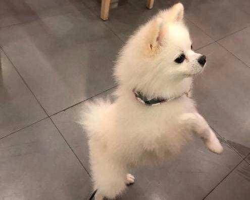 博美犬饮食指南，幼犬营养食谱