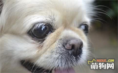 狗狗究竟喜欢啥味道！你知道你家主子喜欢什么嘛！说不定是你哟