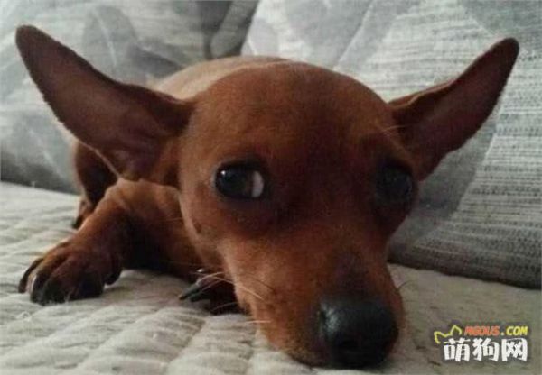 如何给狗狗选零食？不用在烧脑