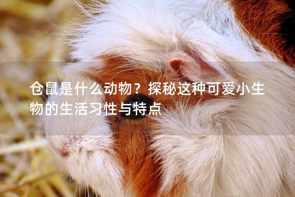 仓鼠是什么动物？探秘这种可爱小生物的生活习性与特点