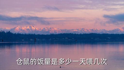 仓鼠的饭量是多少一天喂几次