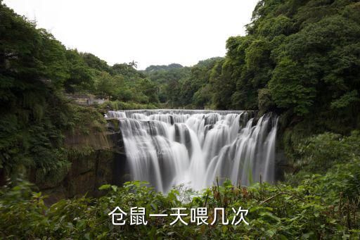 仓鼠一天喂几次