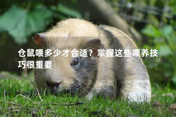 仓鼠喂多少才合适？掌握这些喂养技巧很重要