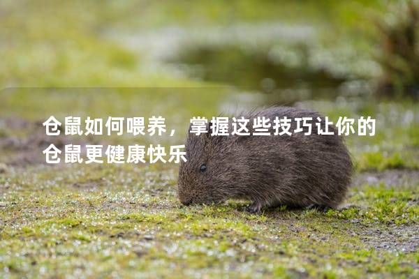 仓鼠如何喂养，掌握这些技巧让你的仓鼠更健康快乐