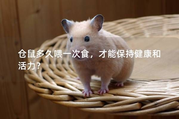 仓鼠多久喂一次食，才能保持健康和活力？