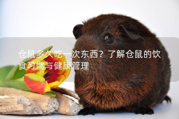 仓鼠多久吃一次东西？了解仓鼠的饮食习惯与健康管理