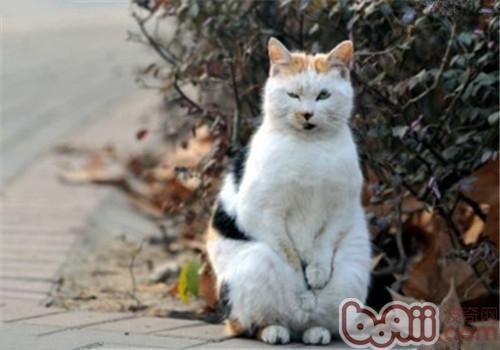 <a href=/ target=_blank class=infotextkey>宠物</a><a href=/zhonglei/mao/ target=_blank class=infotextkey>猫</a>更喜欢什么样的环境？