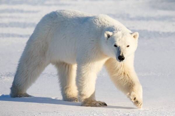 北极熊（Ursus maritimus）