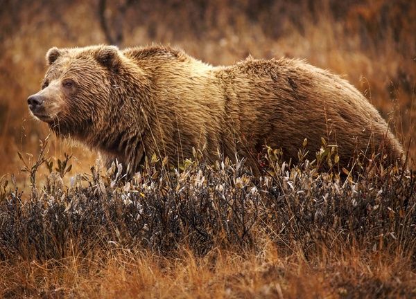 灰熊（Ursus arctos horribilis）