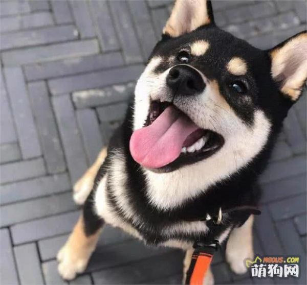 给狗狗怎么驱虫，一定要了解一下啊！