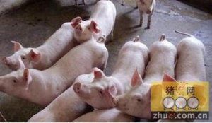“宠物健康秘籍：猪病防治，水稻防虫，最佳时机解！”