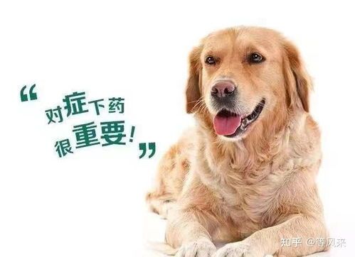 “宠物驱虫，防病从‘毛’开始”