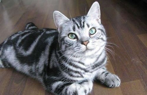 探究宠物猫跳蚤成因及防治策略