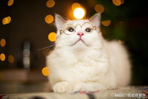 探究宠物猫跳蚤成因及防治策略