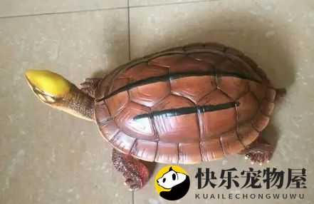 金钱龟腐皮治疗全解析！