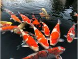 水族艺馆 鱼缸水族箱热带鱼观赏鱼水族用品批发零售