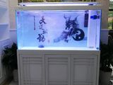 松江卖锦鲤鱼松江卖鱼缸松江卖小金鱼松江水族馆