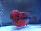 鱼缸 大型鱼缸 鱼缸厂家定制 鱼缸专卖