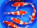 鱼缸专卖锦鲤鱼专卖观赏鱼专卖水族市场
