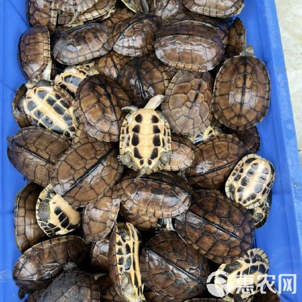 批发1到2两南石碌，龟健康，易养易小，100个起6.5元一个