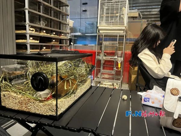 “撸蛇”“撸蜥蜴”！福州年轻人，喜欢上“特别的”……