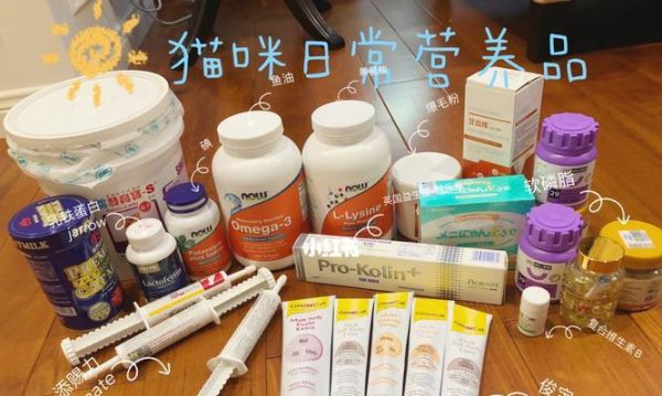 猫咪营养品全解析（从健康饮食到全面营养）