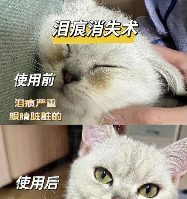 泪痕重是因为猫粮吃多了吗？还有哪些可能的原因？