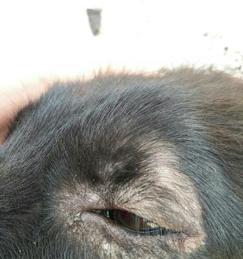 狗狗耳朵有脓怎么办？不让碰的处理方法是什么？