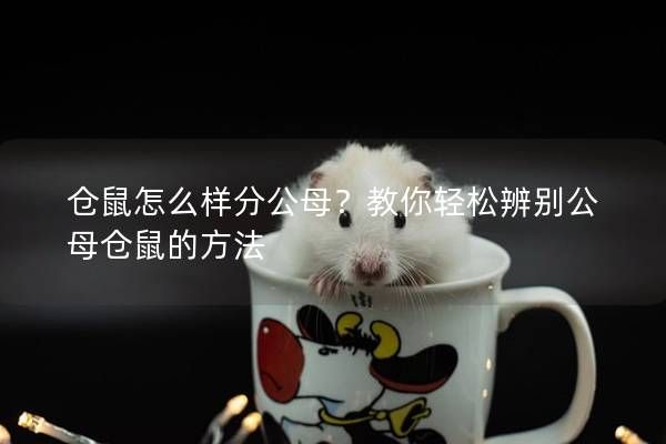 仓鼠怎么样分公母？教你轻松辨别公母仓鼠的方法