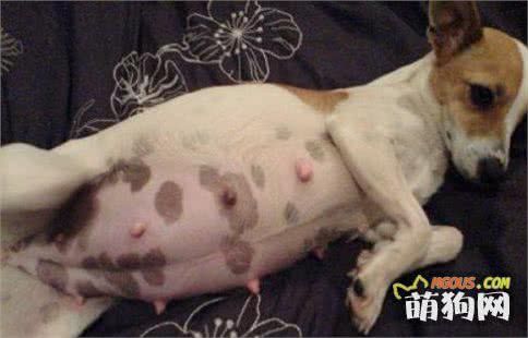 狗狗怀孕了，该吃些什么好？