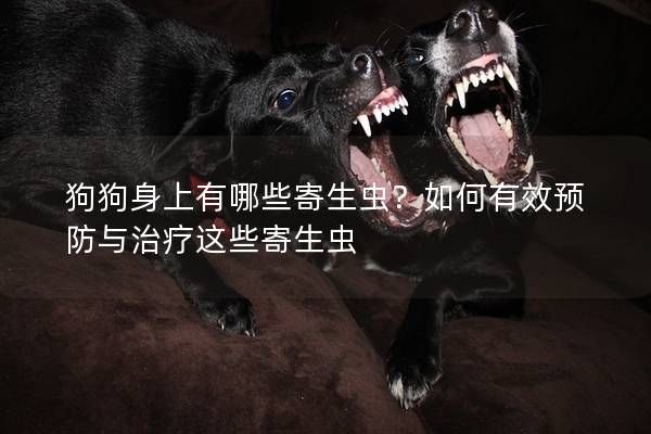 狗狗身上有哪些寄生虫？如何有效预防与治疗这些寄生虫