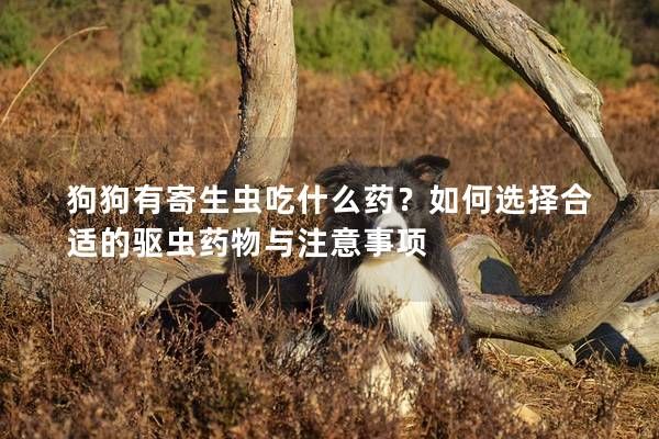 狗狗有寄生虫吃什么药？如何选择合适的驱虫药物与注意事项