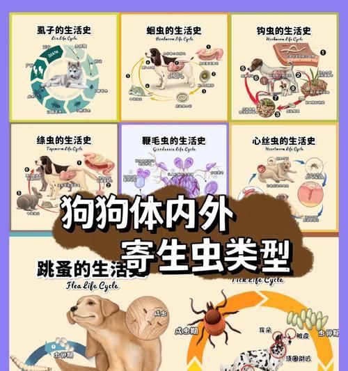 宠物狗寄生虫传染到人眼怎么办？如何彻底清除？