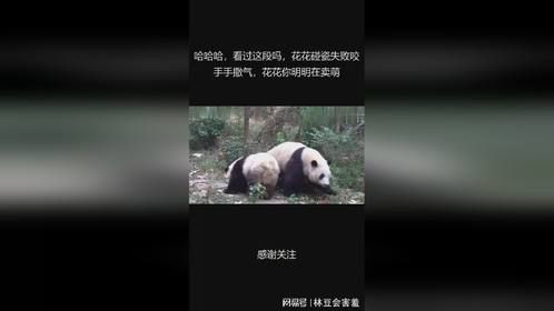 哈哈哈，看过这段吗，花花碰瓷失败咬手手撒气，花花你明明在卖萌