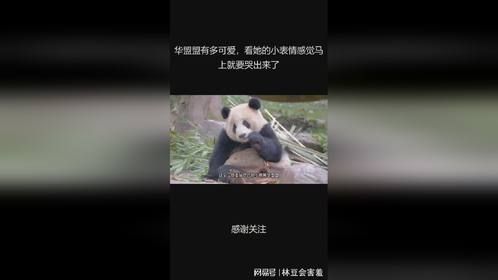 华盟盟有多可爱，看她的小表情感觉马上就要哭出来了